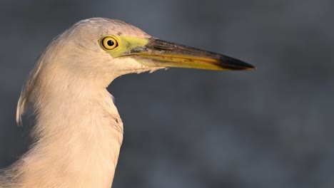 closeup of indian pond heron in morning