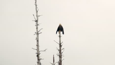 back view of a bald eagle perched on top of a dead tree against clear sky