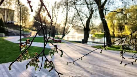 spring buds emerge on twigs near a quiet riverside park path at sunrise