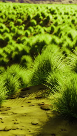 Vibrant green grasslands unite with mountains under the golden sun