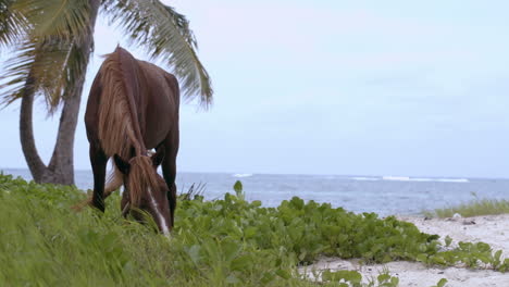 tied horse eating grass on the shore