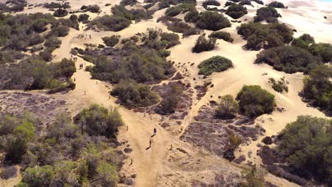 gran canaria beach aerial drone flight over desert bushes, dunes at las palmas beach in canaries islands