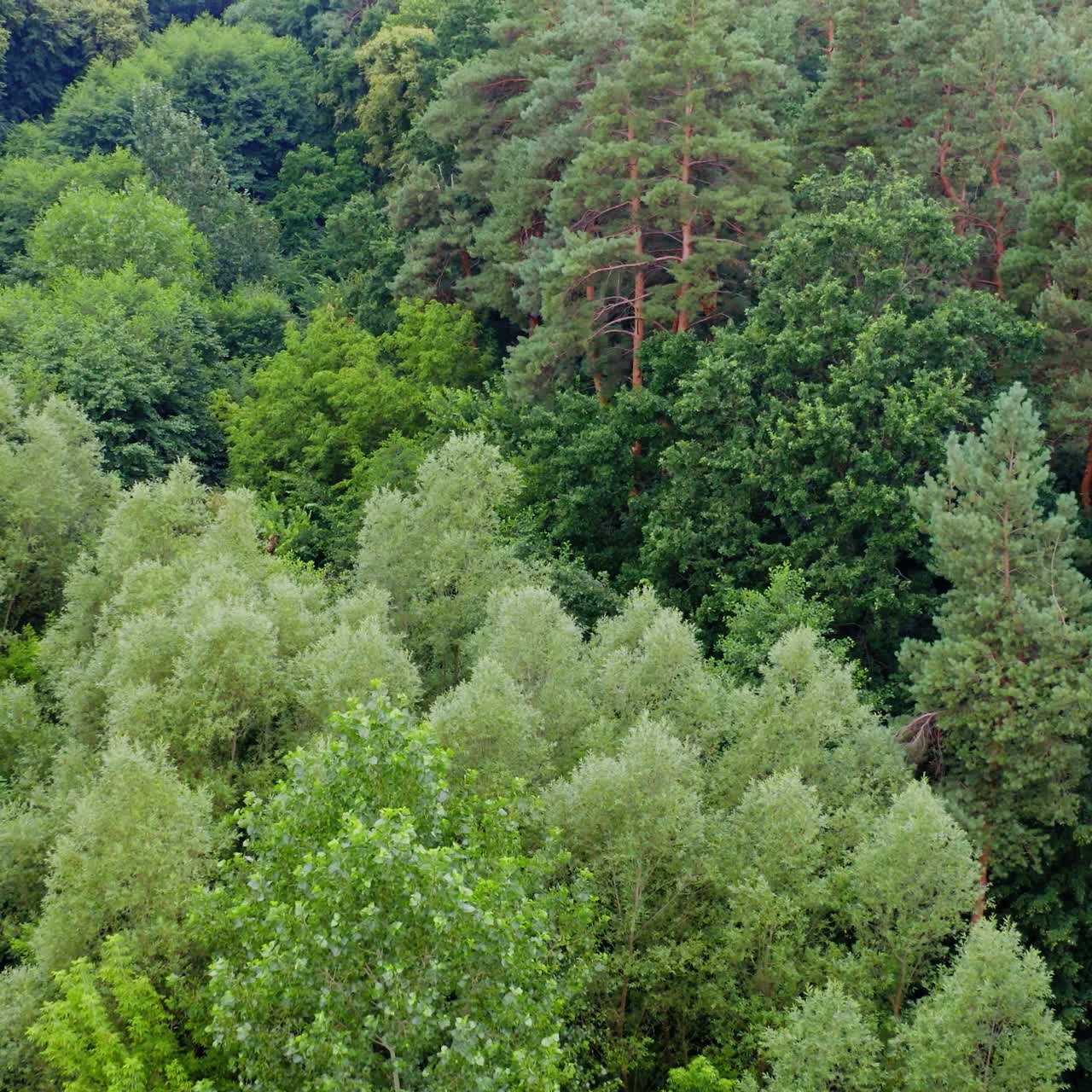 Tops of trees of woodland. Green forest in summer. Bright colors of mixed trees in the wood. Idyllic nature background. Aerial view.