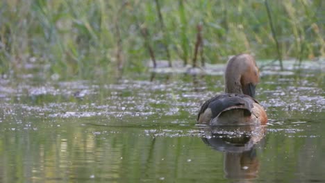 whisling-duck-chilling-on-pond-UHD-MP4-4k