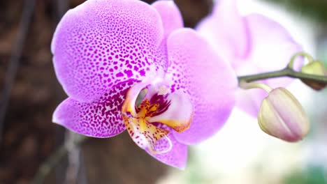 detalle closeup orquídea púrpura flor temblando suavemente día floreciendo