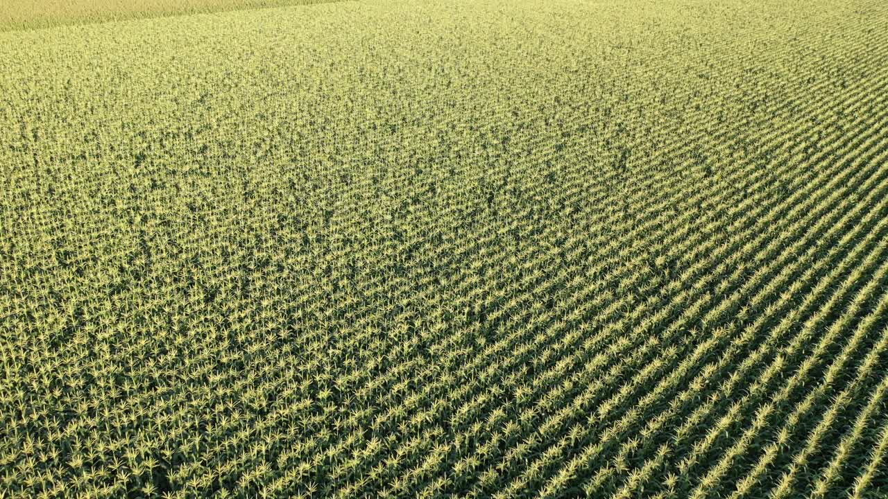 Aerial View of a Cornfield