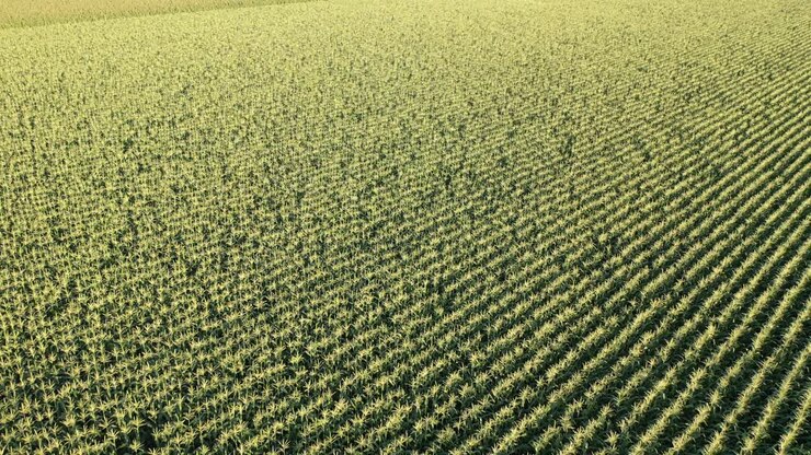 Aerial View of a Cornfield