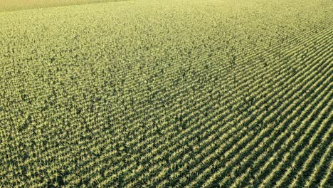 aerial view of a cornfield