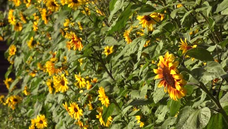 Los-Girasoles-Crecen-En-Un-Campo-Que-Sugiere-Granjas,-Ranchos-Y-Belleza.