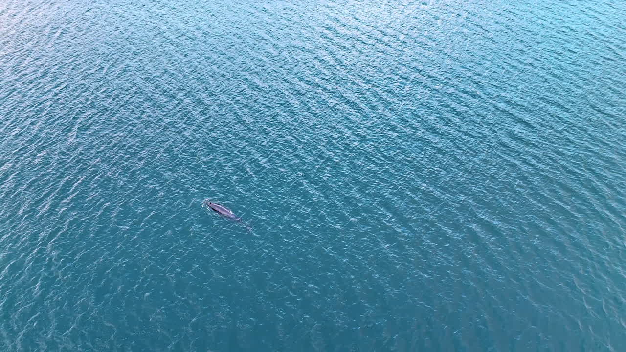 Dolphin appears on the ragged surface of a vast blue waterscape and dives again. Sea life mammal in the natural habitat. Top view.