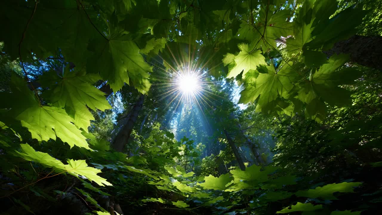 A Vibrant Forest Canopy Bathed in Sunlight, Showcasing the Beauty of Nature with Lush Green Leaves and Soft Rays of Sun Peeking Through, Creating a Serene and Inviting Atmosphere in a Tranquil Woodland Setting