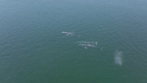 Manada-De-Ballenas-Grises-Migrando-En-El-Océano-De-Baja-California,-México---Antena