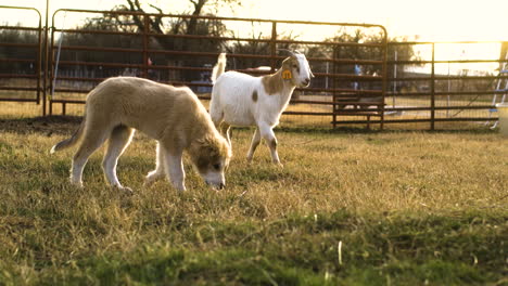 adorable puppy dog on farm with goat moving next to at golden hour, slow motion