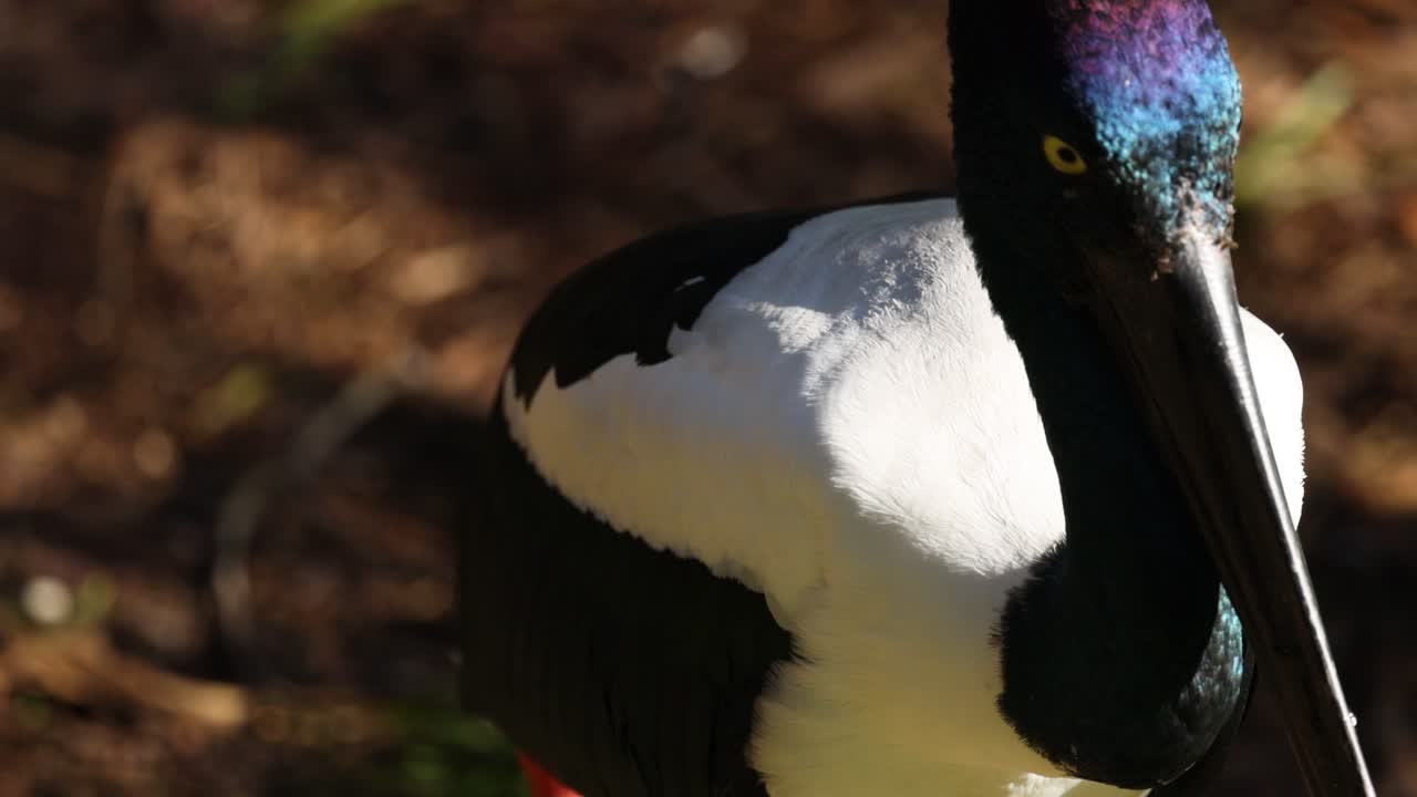 primer plano de una cigüeña de cuello negro en un zoológico