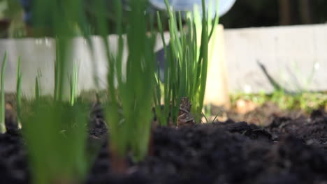 Shot-of-shallots-growing-in-a-raised-bed,-pulling-focus-along-row