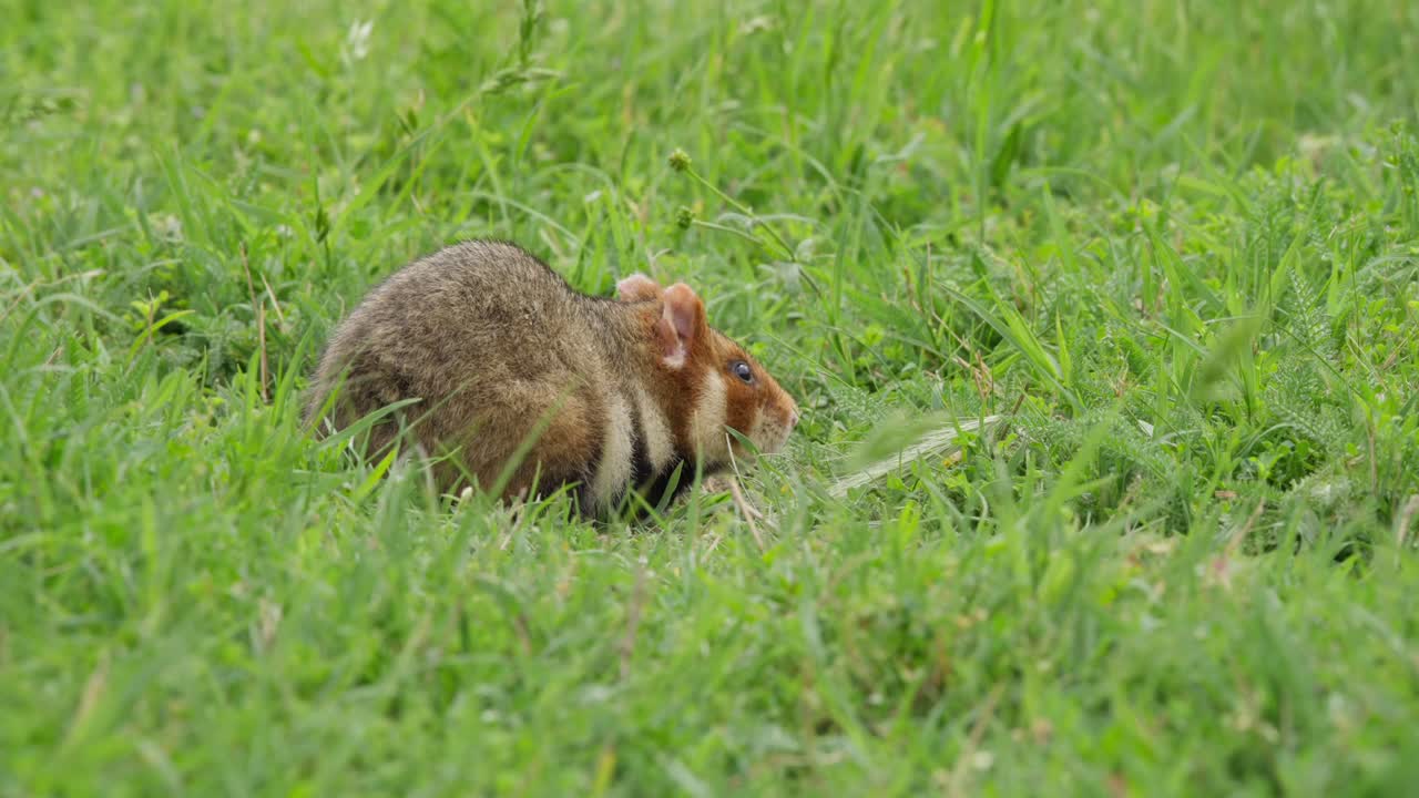 European hamster forages in green grass at Zentralfriedhof, showcasing its natural behavior. Captured with a handheld camera for an authentic feel, highlighting its movements and habitat