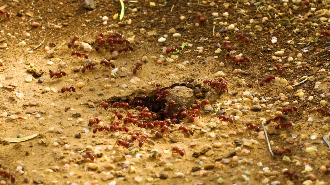 hormigas cosechadoras rojas pogonomyrmex barbatus alrededor de allí colonia