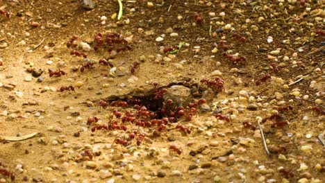 red harvester ants pogonomyrmex barbatus around there colony