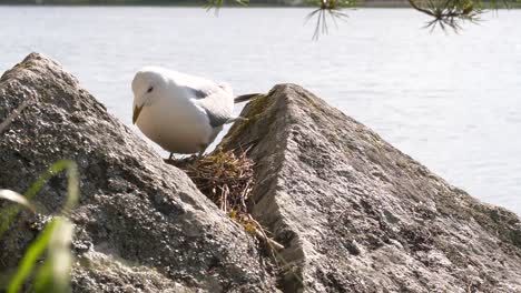 Close-up-of-common-sea-gull-sitting-gently-down-on-its-nest-of-eggs