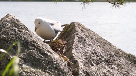 cerca de gaviota común sentada suavemente sobre su nido de huevos