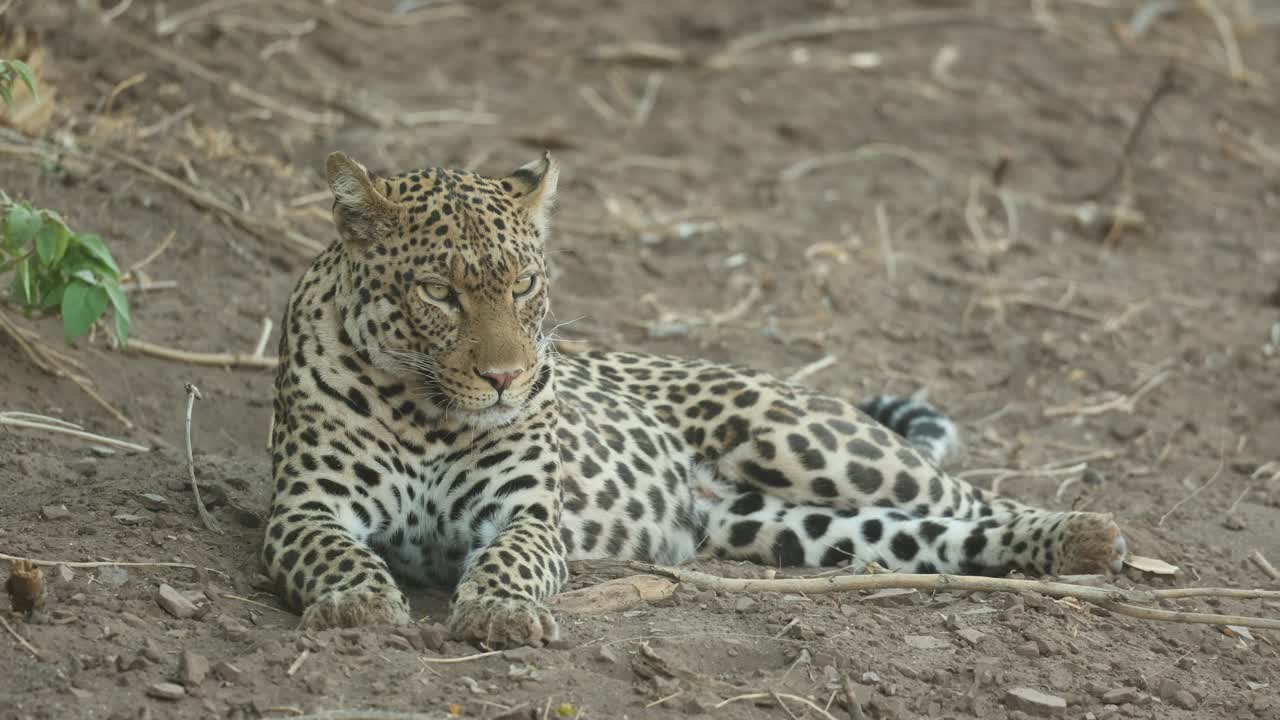 A sleepy African leopard lying in a dry riverbed with eyes closed before looking into the camera, Mashatu Game Reserve