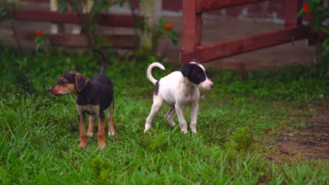 lindos cachorros en la granja