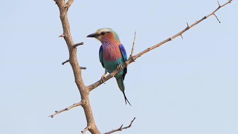 Rodillo-De-Pecho-Lila-Un-Pájaro-Colorido-Sentado-En-Una-Rama-Que-Se-Mueve-Por-El-Viento-En-África-Con-El-Cielo-Azul-Como-Fondo