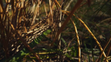 Dry-branch-of-pine-tree-with-brown-needles-lying-on-ground