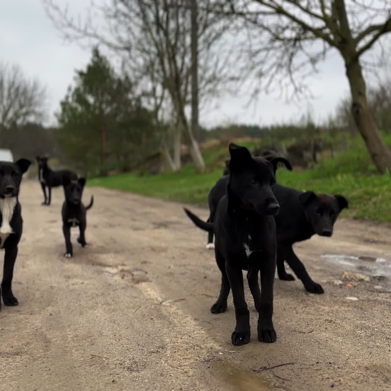 Black and white puppies little bit scared of the camera, jumping away. Cute doggy pack on the ground road