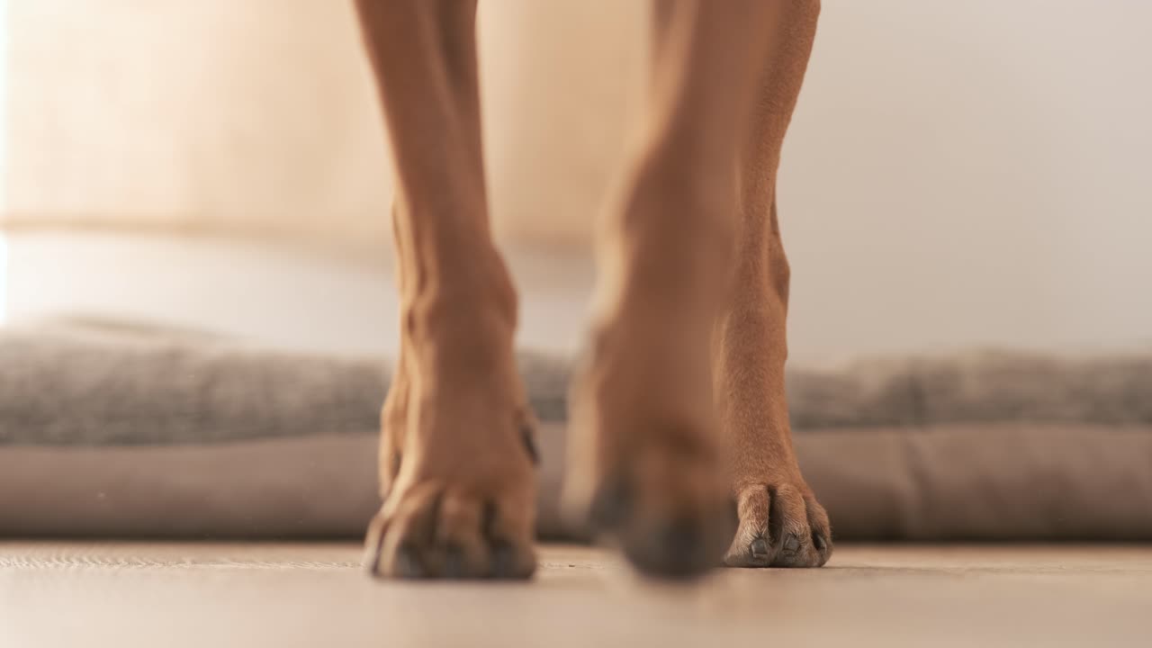 Legs of Boxer dog on pet bed walking at home