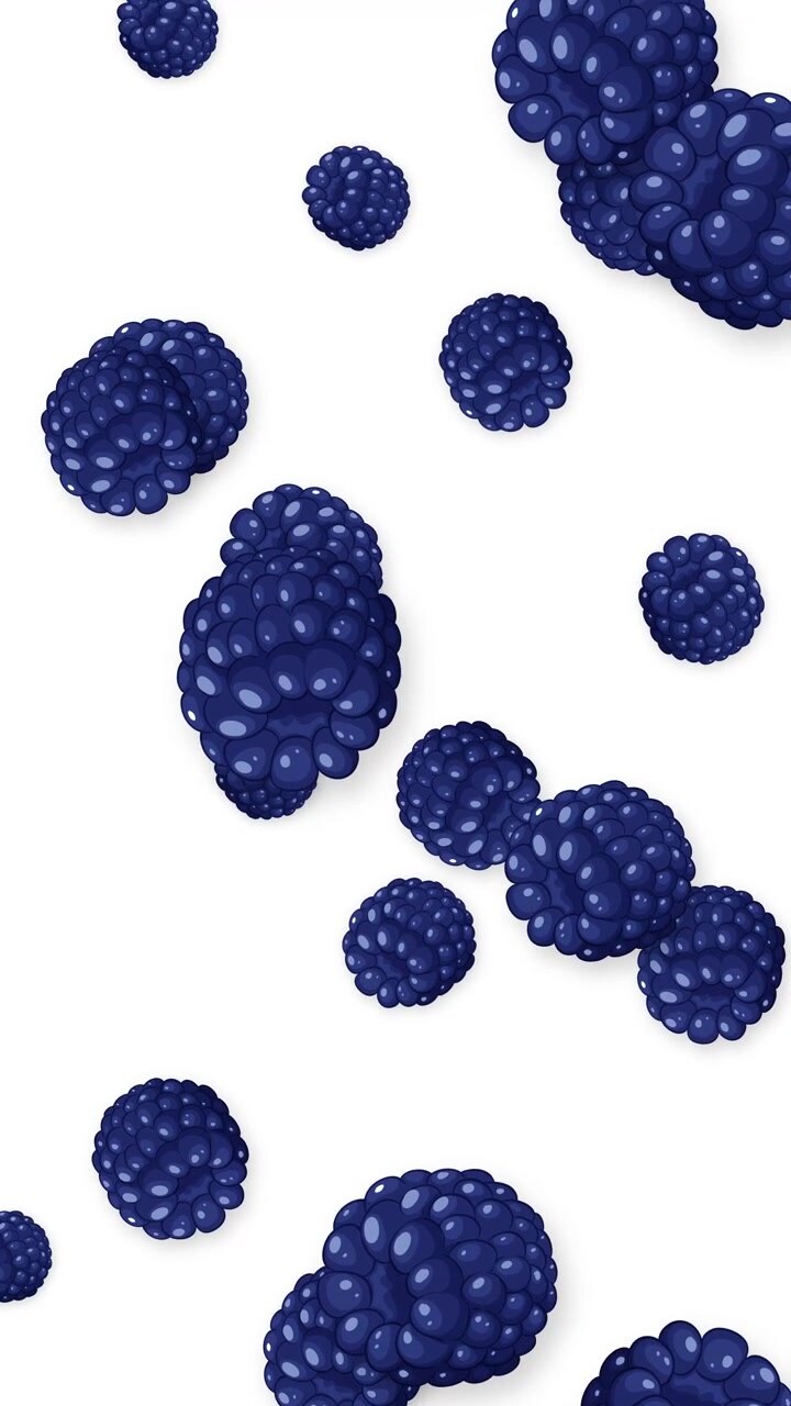 Fresh blackberries fall vertically through the frame in a continuous loop on white background.
