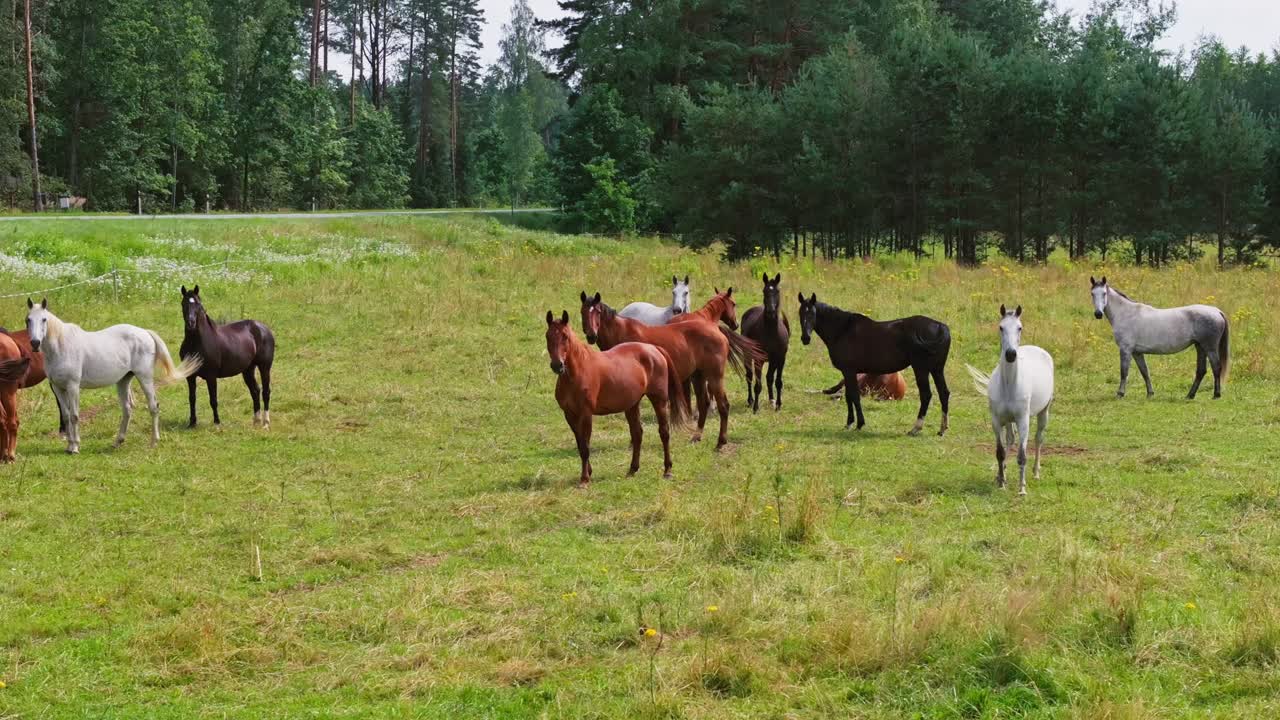 Kärpäset surisevat ja hevoset heiluttavat häntiään, kun drone kiertää laumaa tienvarsilaitumella.