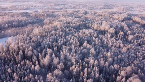 boreal seasonal forests covered with frost in early morning light aerial view