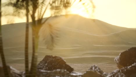 palms in desert at sunset