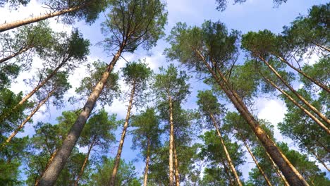 a beautiful shot of tall thin trees tops in a forest