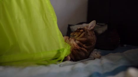 adorable bengal kitten playing on a bed