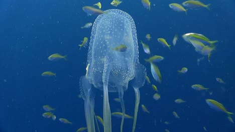 box jellyfish swim