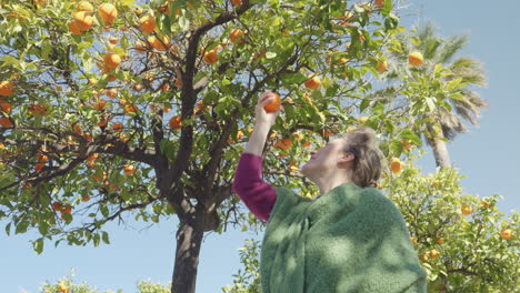 caucasian woman picks fresh orange from tree, low angle static, sunny