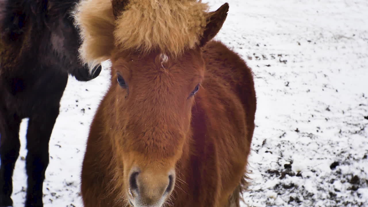 caballo islandés marrón en ambiente frío