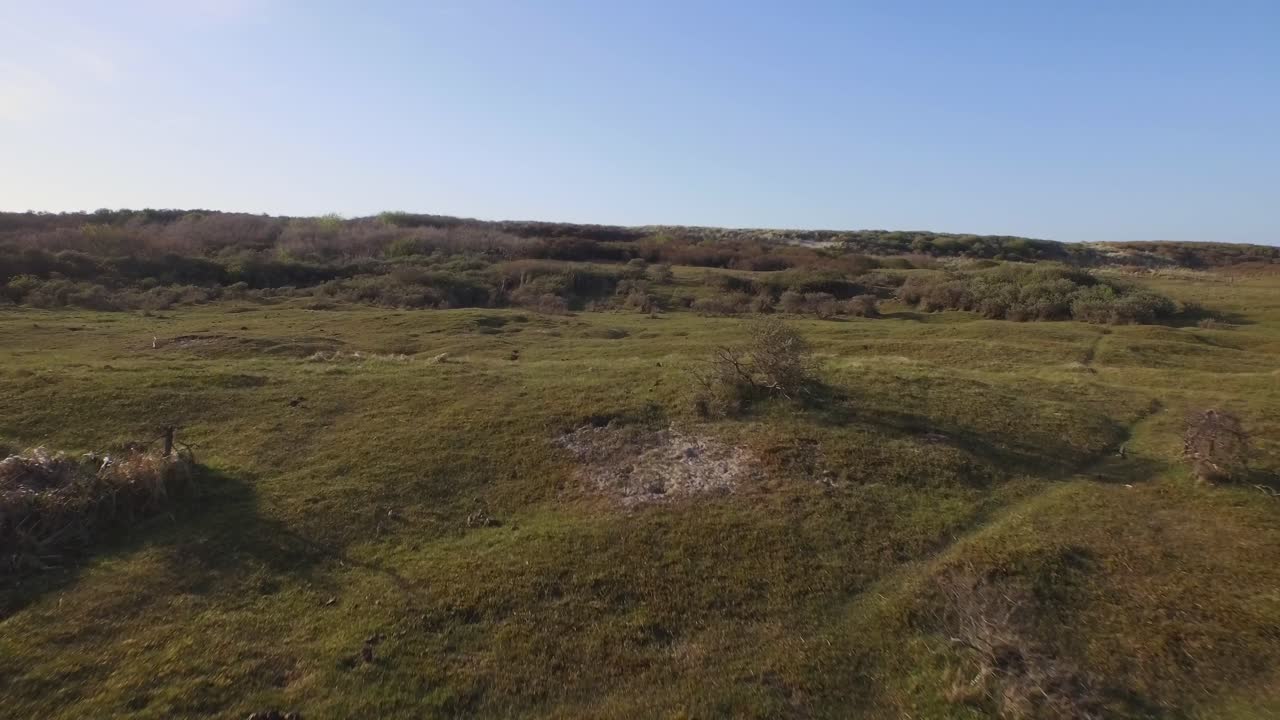 antena: la reserva natural de dunas de oostkapelle con potros pastando