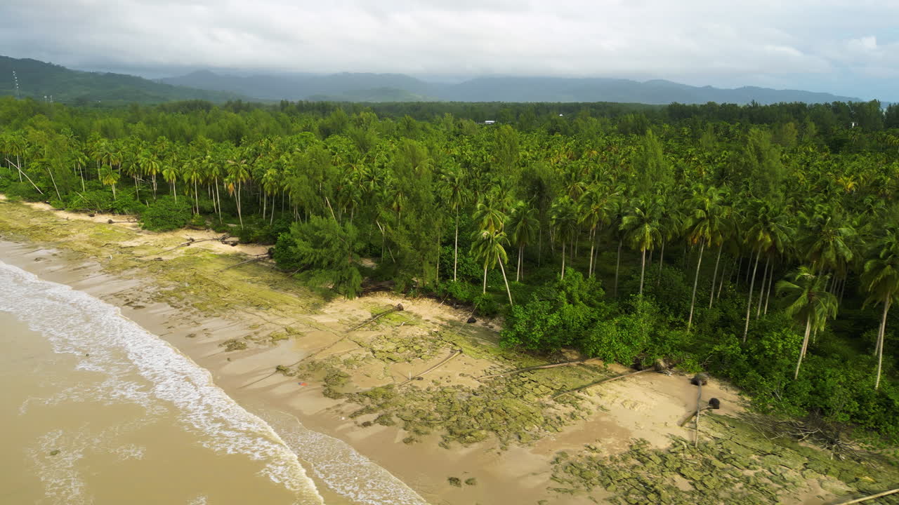 bosque de palmeras tropicales y playa de arena, vista aérea de un avión no tripulado