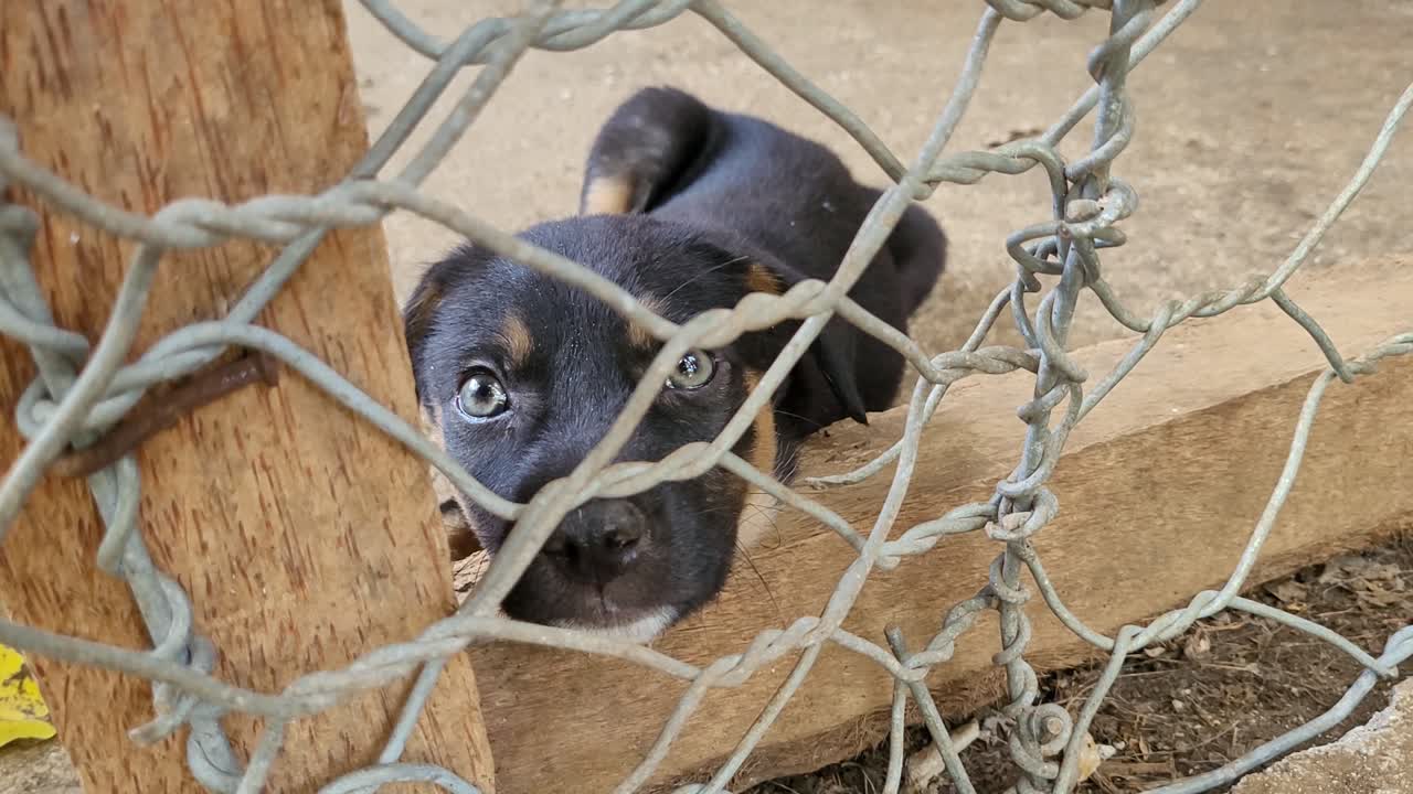 cachorro acostado y mirando hacia arriba con ojos lindos mientras está detrás de una cerca de metal y madera