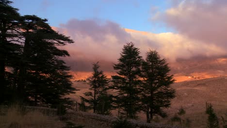 clouds move across the mountains with cedar trees in foreground in lebanon