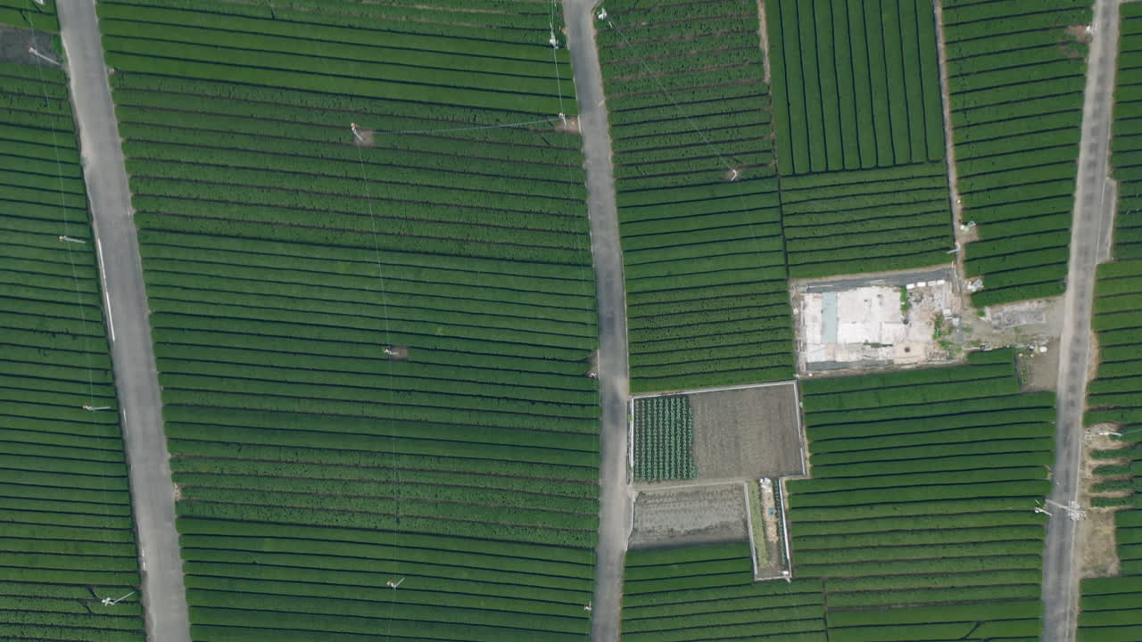 Top Down View Of Growing Green Tea Farms In Spring At Kawane, Shizuoka Prefecture, Japan - aerial drone shot