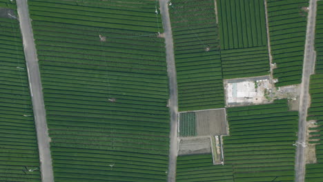 top down view of growing green tea farms in spring at kawane, shizuoka prefecture, japan - aerial drone shot