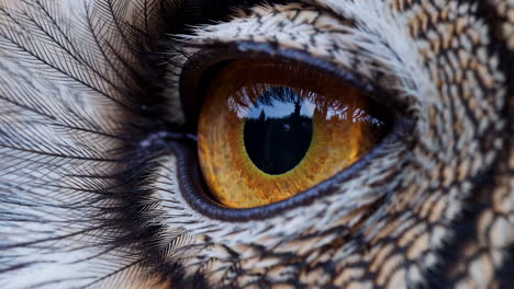 close-up of an owl's eye