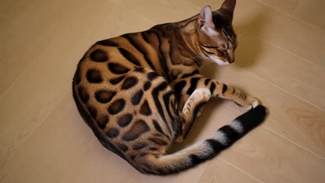 bengal cat resting on wooden floor