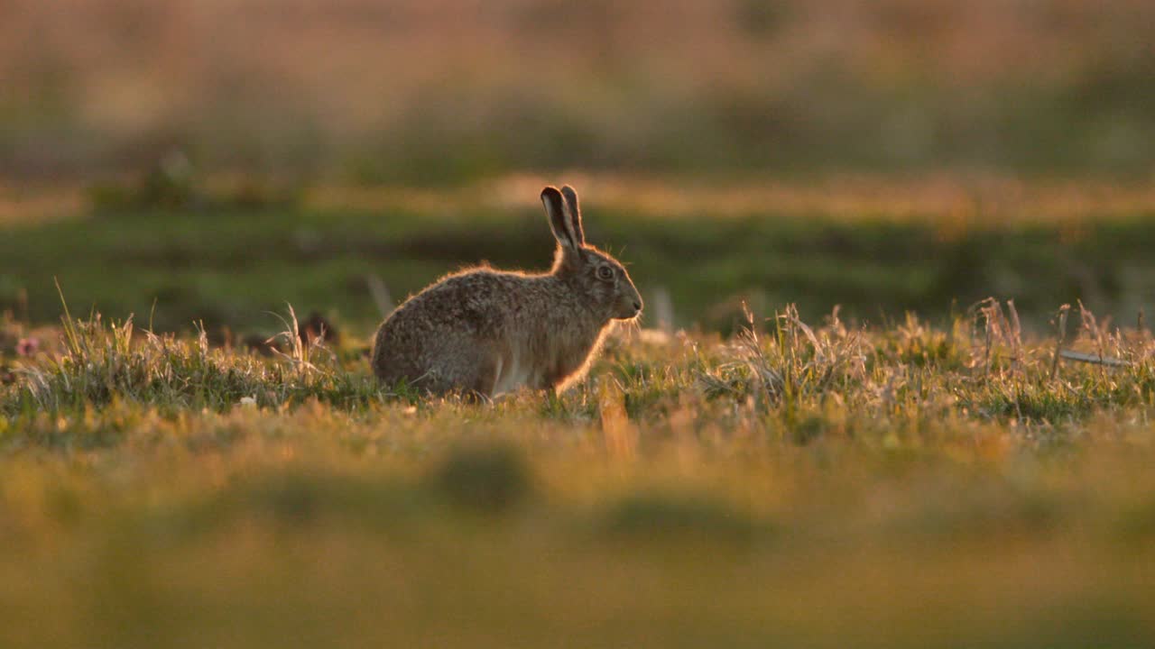 Hare in a Field at Sunset