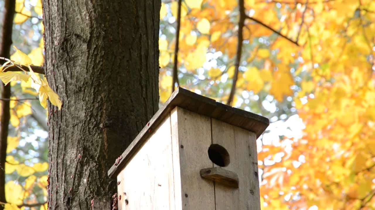 herfstbladeren