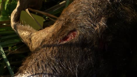 wolf bite wound with larvas on goat neck, closeup, zoom in